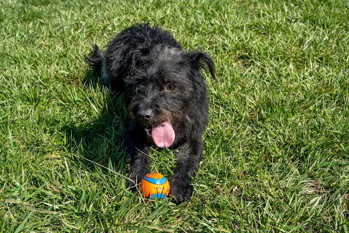 Dog Park 7