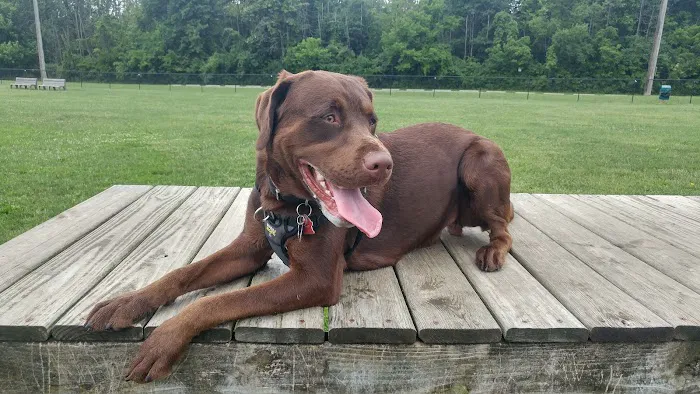 Dog Park 2