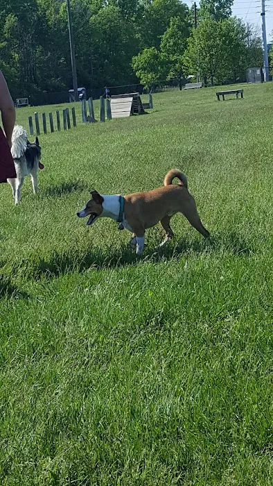 Dog Park 8