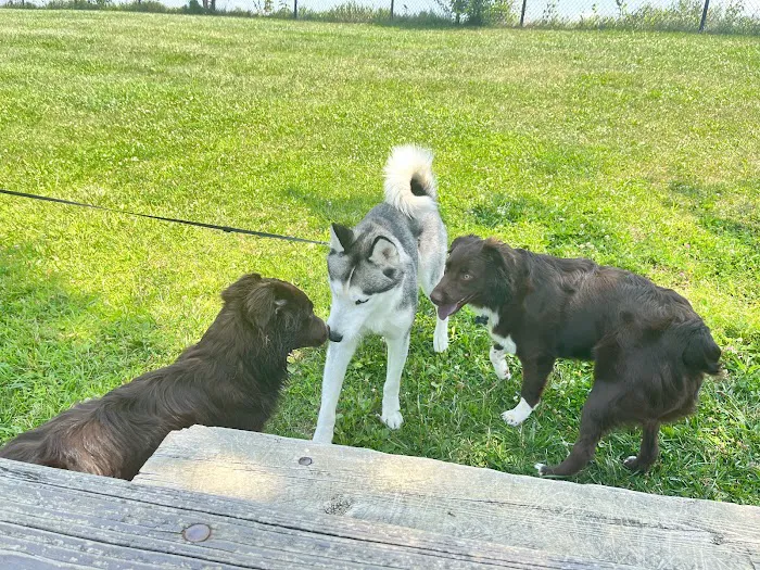 Smock Bark Park 10