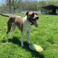 Fort Harrison State Park Dog Park ico