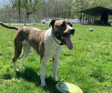 Fort Harrison State Park Dog Park