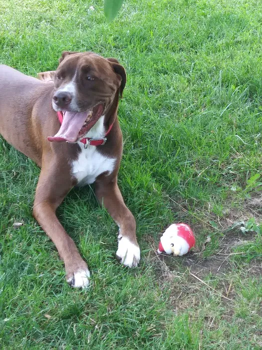 Waggin' Tails Bark Park 8
