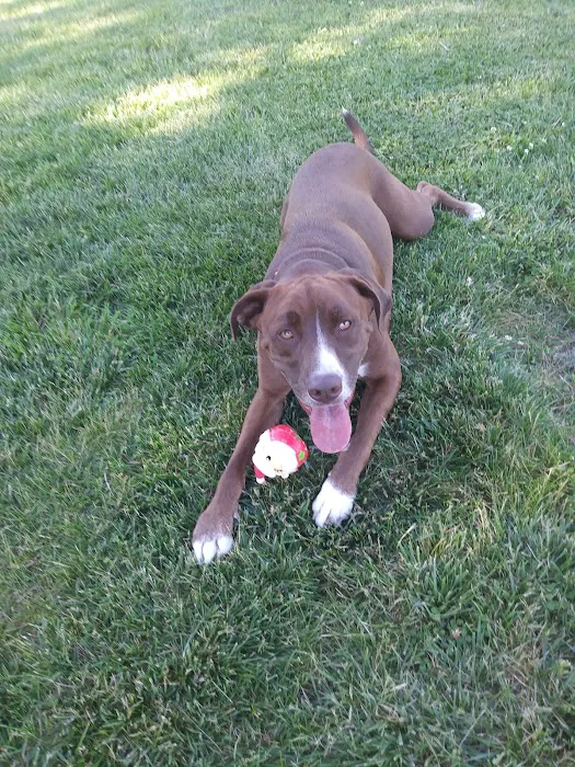 Waggin' Tails Bark Park 5