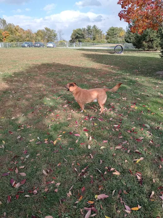 Waggin' Tails Bark Park 10