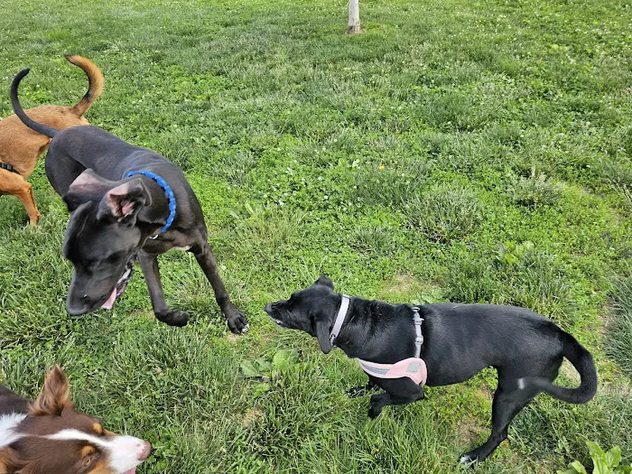 Cardinal Bark Park 4