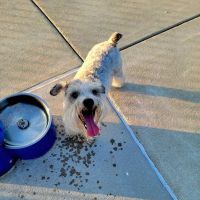 Cardinal Bark Park ico