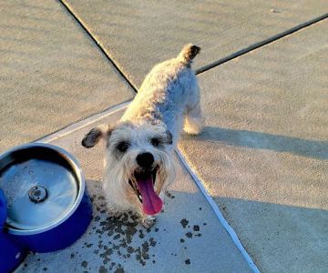 Cardinal Bark Park