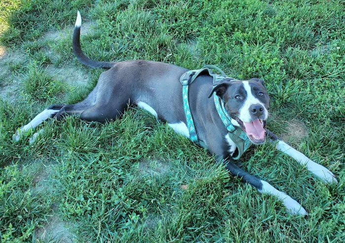 Cardinal Bark Park 5