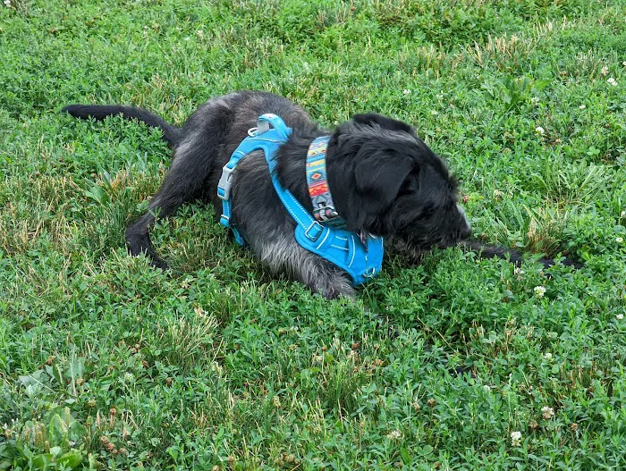 Cardinal Bark Park 10
