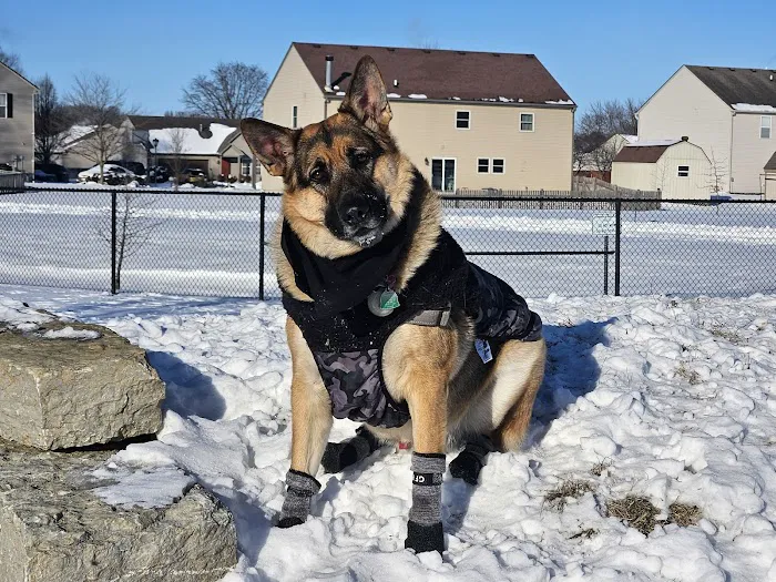 Cardinal Bark Park 8