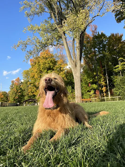 Central Dog Park 4
