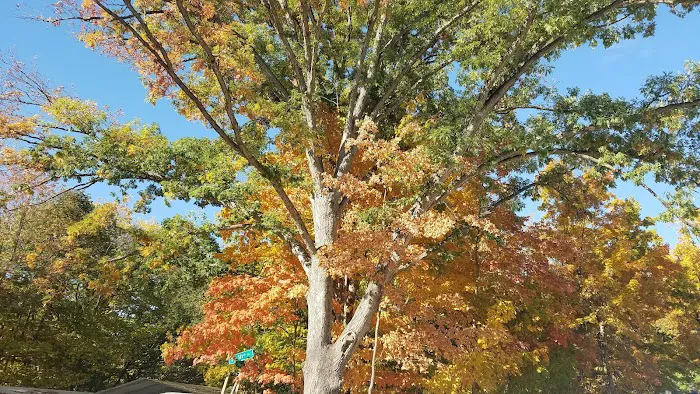 Central Dog Park 1