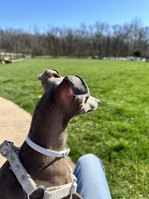 Central Dog Park 8