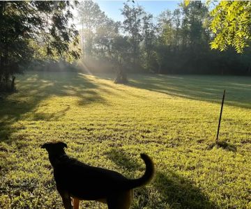 Bonny's 10 Acre Partially Fenced Private Dog Park In Brownsburg