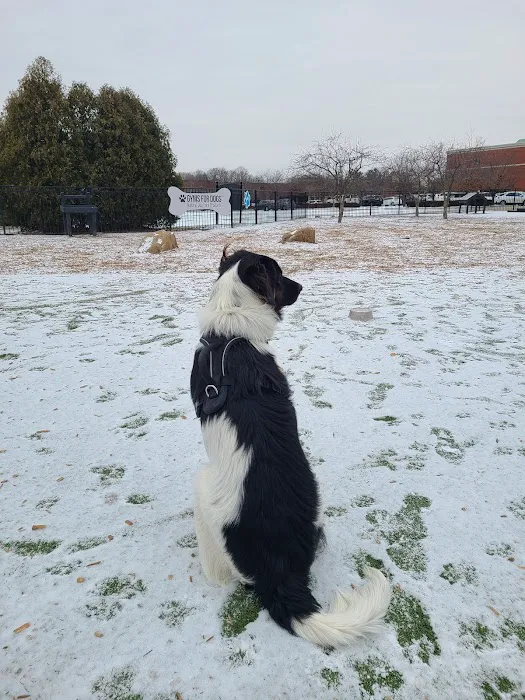 Dog Park at Clay Terrace 10