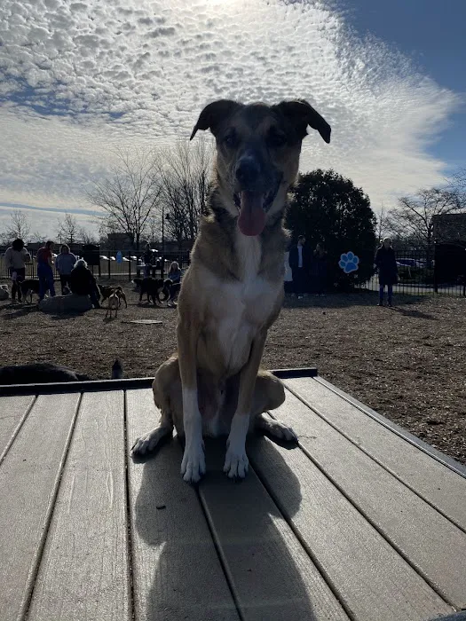 Dog Park at Clay Terrace 8