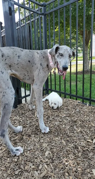 Dog Park at Clay Terrace 1