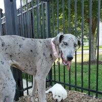 Dog Park at Clay Terrace ico