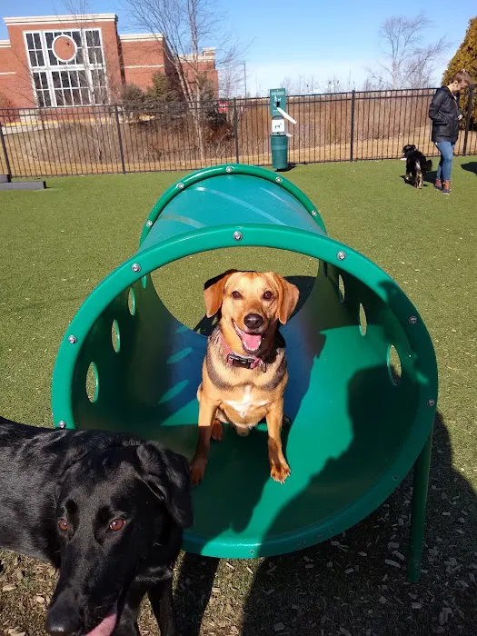 Dog Park at Clay Terrace 7