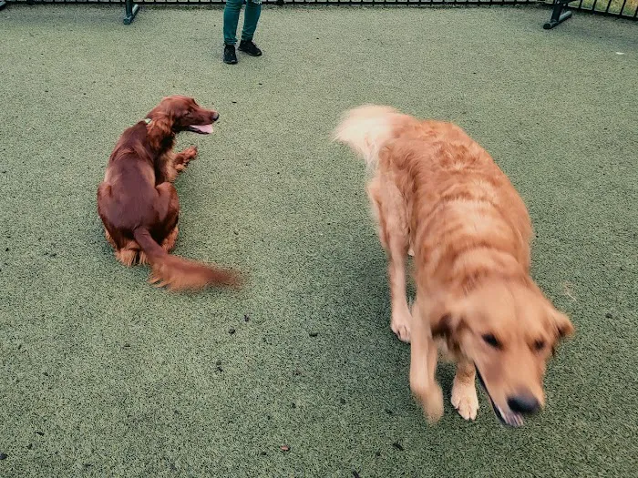 Dog Park at Clay Terrace 2