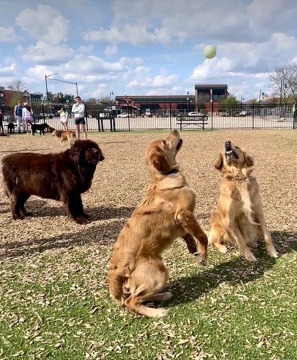 Dog Park at Clay Terrace 6