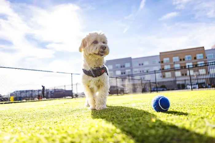 Crate Escapes Dog Park + Bar 3