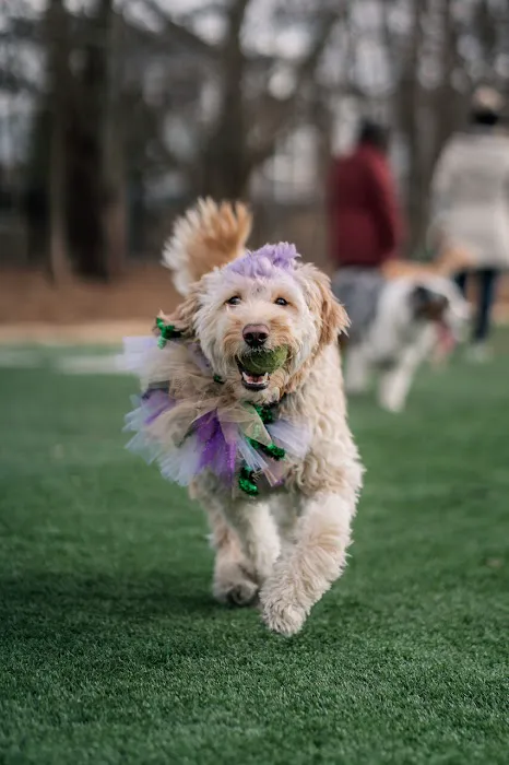 Crate Escapes Dog Park + Bar 8