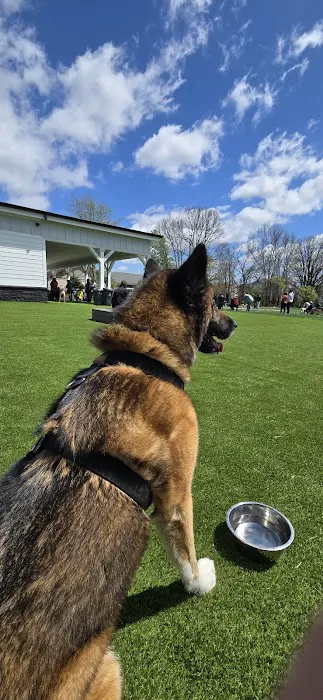 Crate Escapes Dog Park + Bar 4