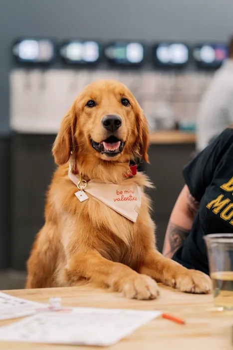 Crate Escapes Dog Park + Bar 10