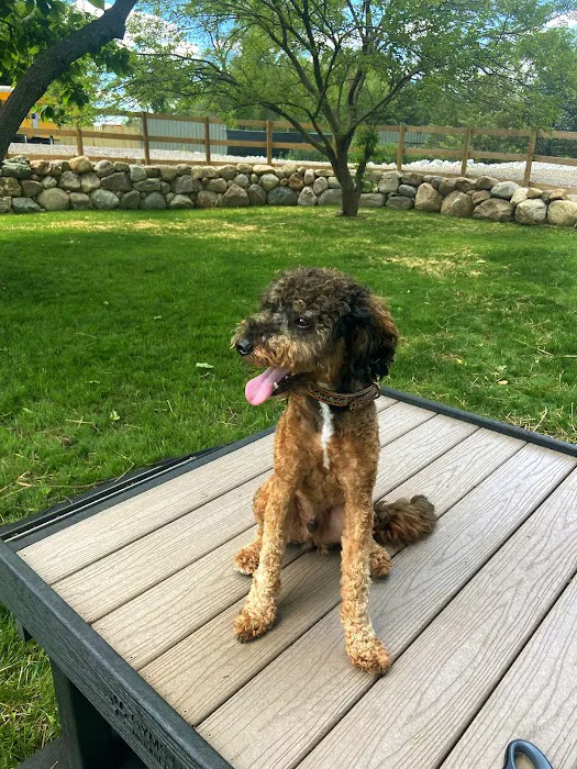Rusty's Ranch Dog Park 2