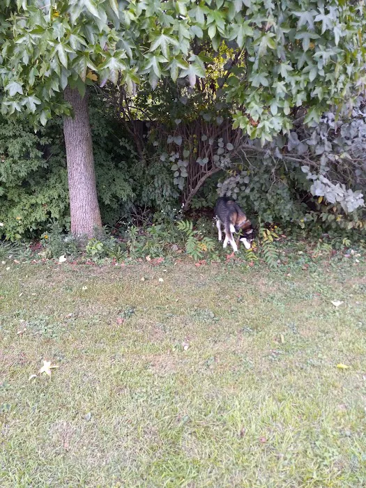 Canine Corral 10