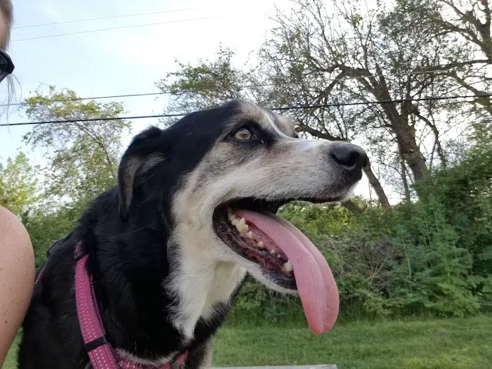 Mohr Dog Park 8