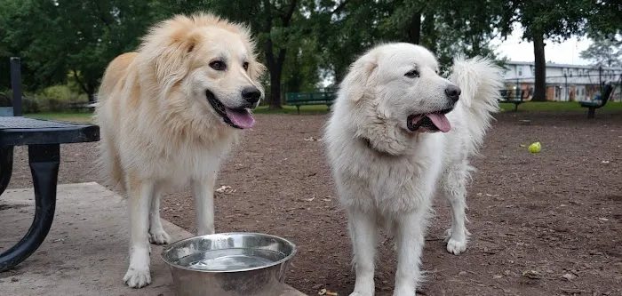 Mehlig Dog Park 8