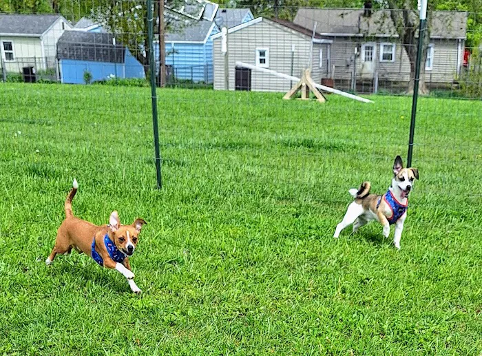 Ultimutt Dog Park 3