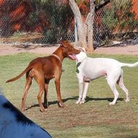 North Sixth Avenue Dog Park ico