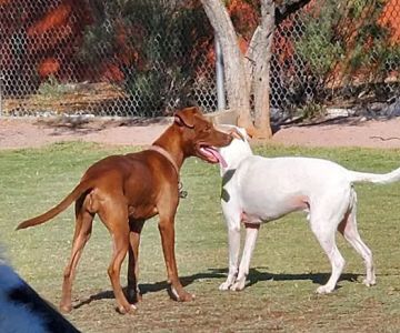 North Sixth Avenue Dog Park
