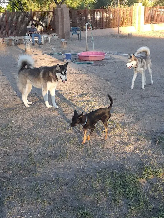 North Sixth Avenue Dog Park 3
