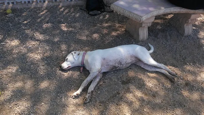 North Sixth Avenue Dog Park 2