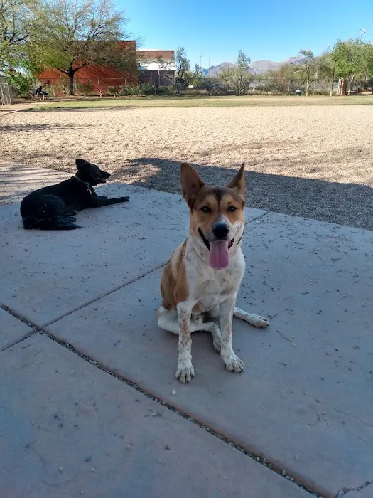 North Sixth Avenue Dog Park 7