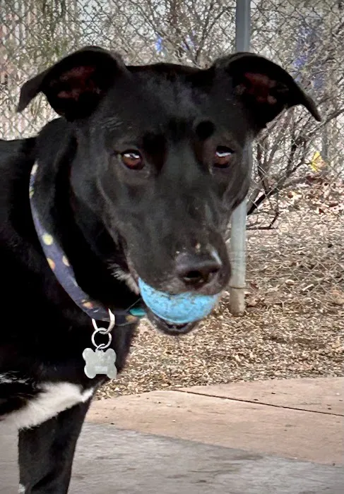 North Sixth Avenue Dog Park 8