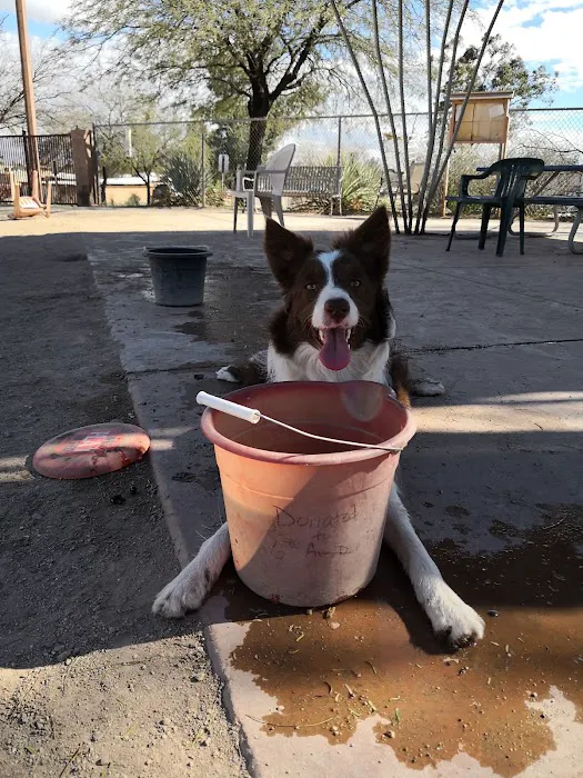 North Sixth Avenue Dog Park 9