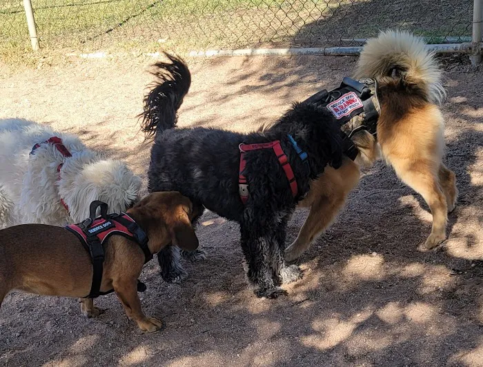 Miko's Corner Playground Dog Park 8