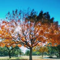 Miko's Corner Playground Dog Park ico