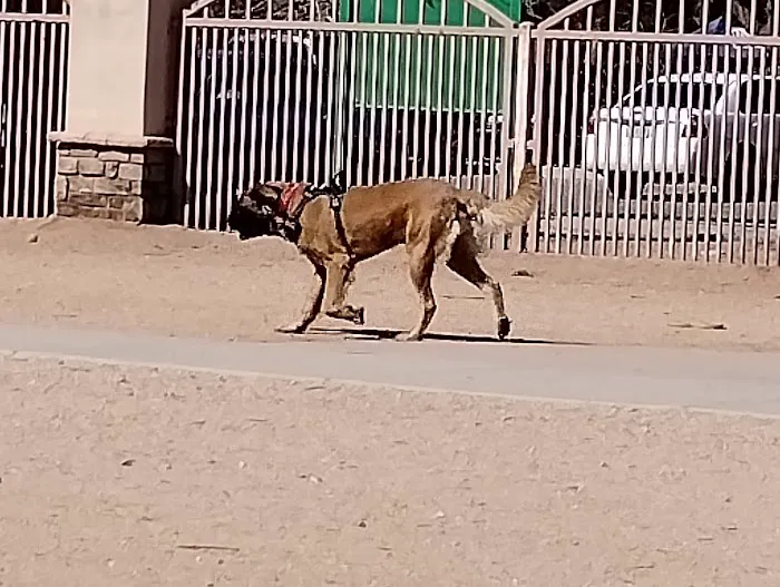 Miko's Corner Playground Dog Park 4