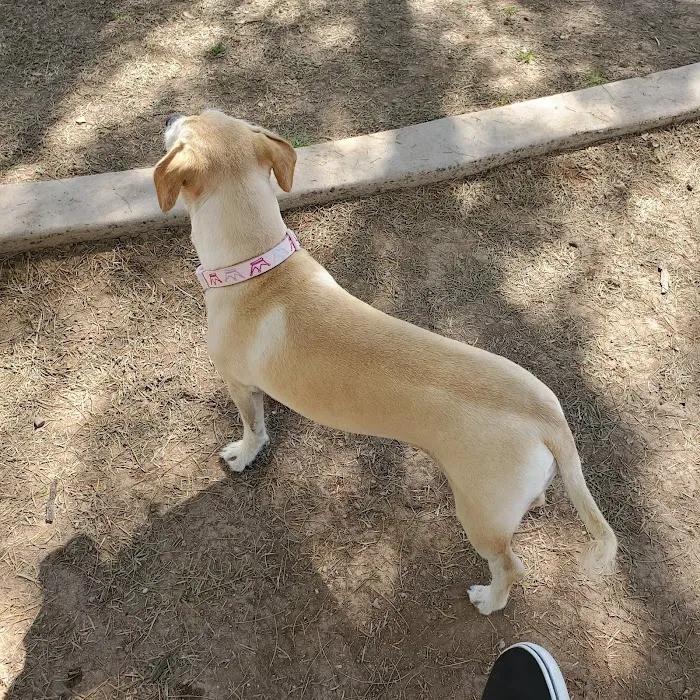 Miko's Corner Playground Dog Park 7