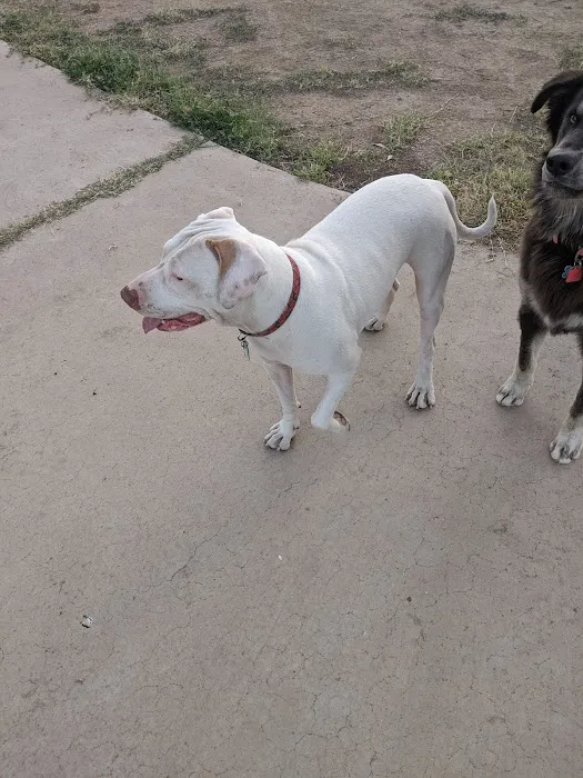 Jacobs Dog Park 10