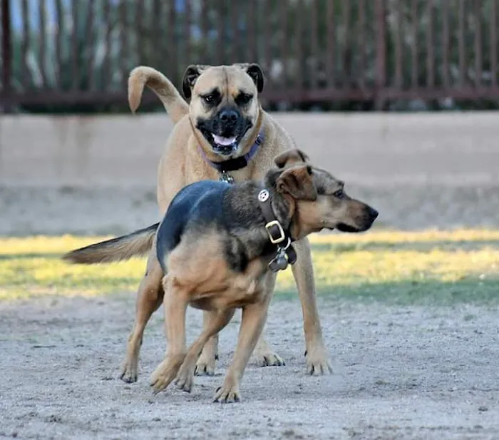 Jacobs Dog Park 5