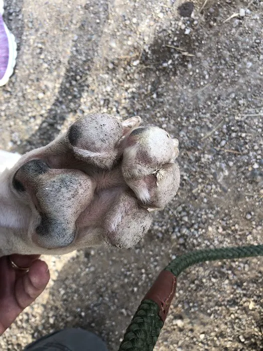 Jacobs Dog Park 9