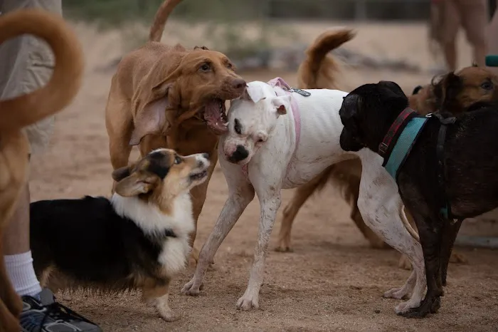 Udall Dog Park 7